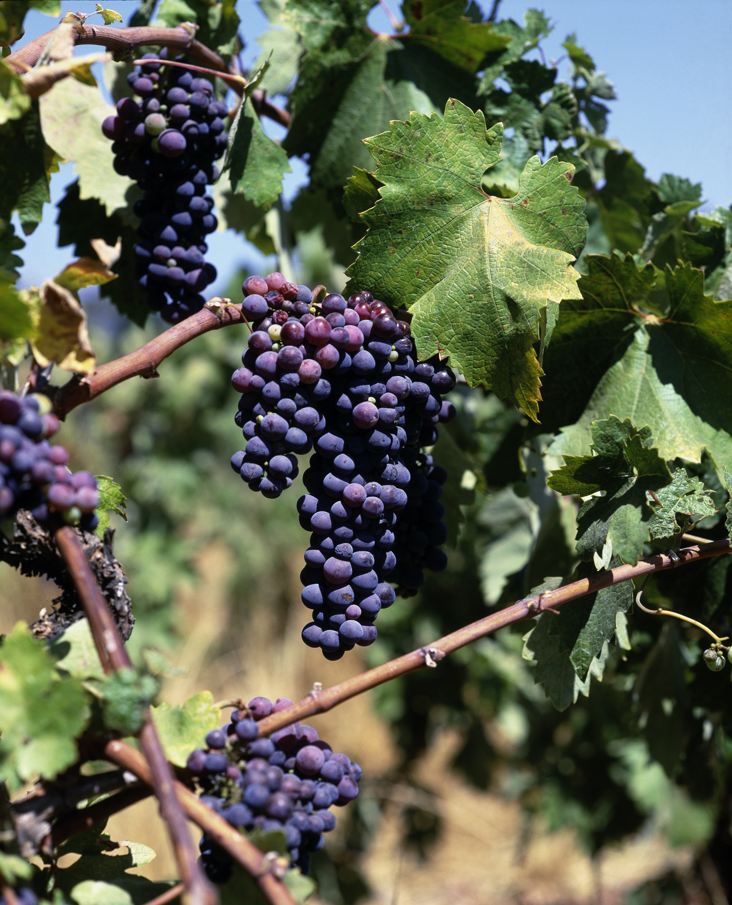 The Coming of Age of Pinotage