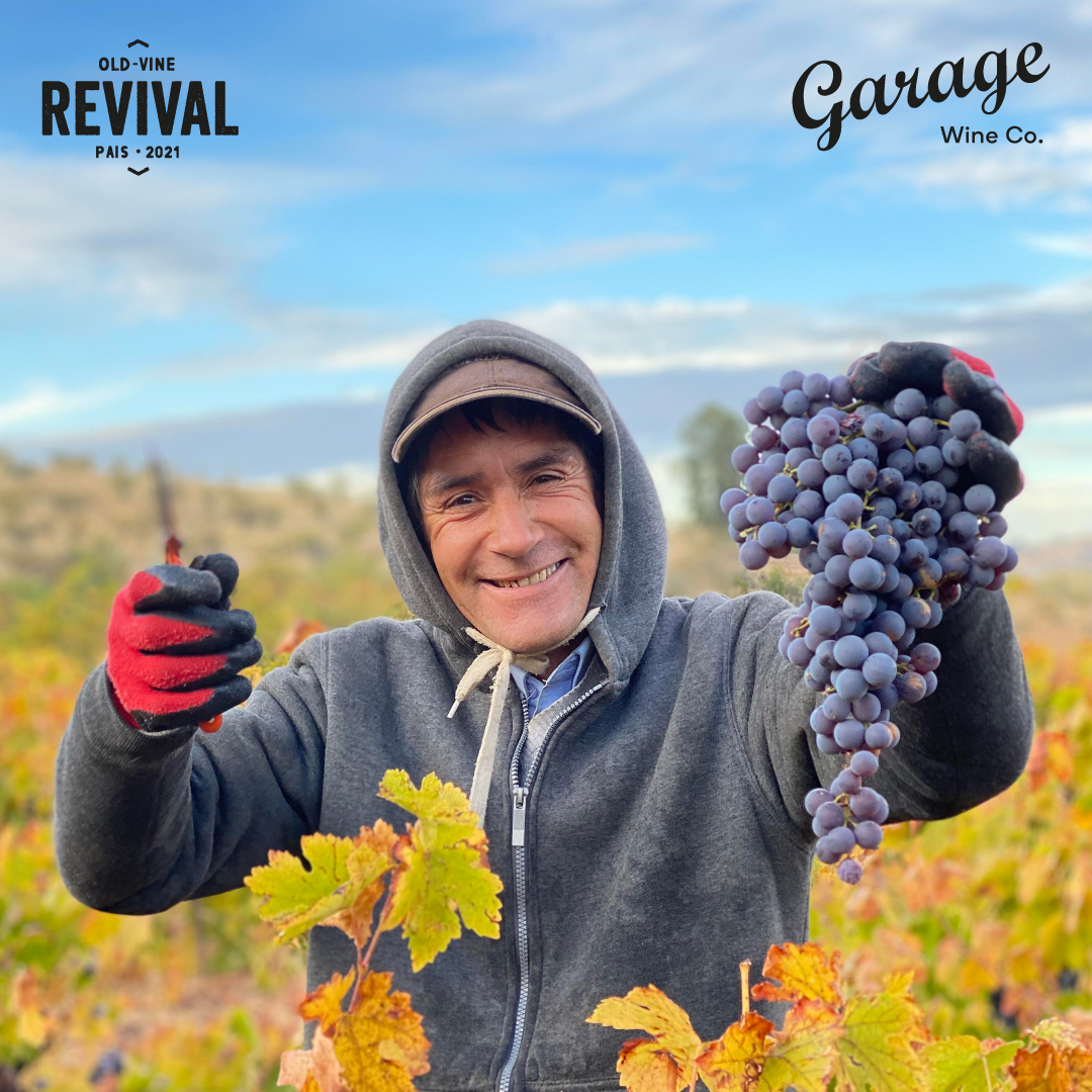 The Old-Vine Revival Project – Breathing life back into old vineyards and communities in rural Chile