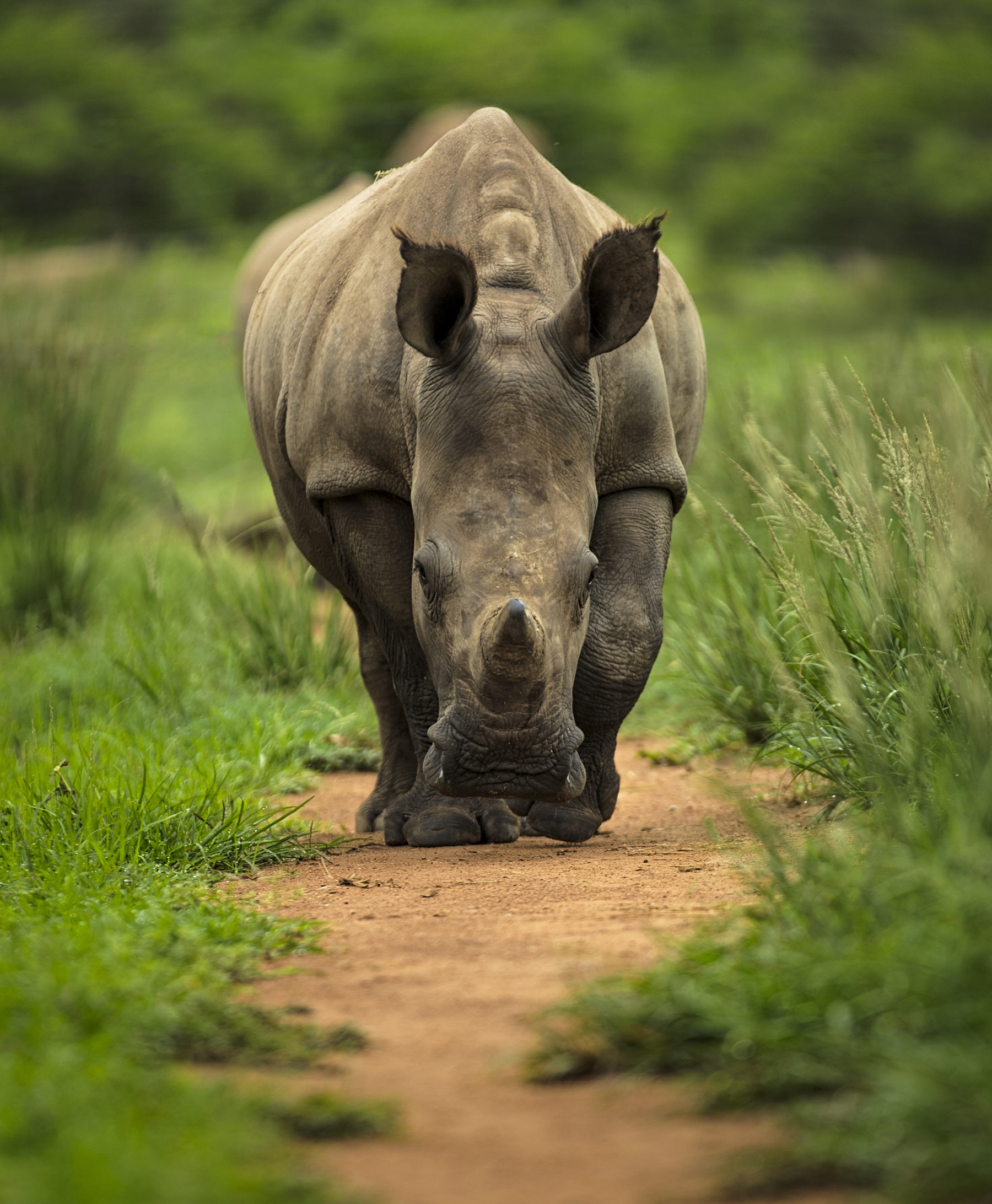 Care for Wild Wines: The Wine Brand Helping to Save Endangered Rhinos