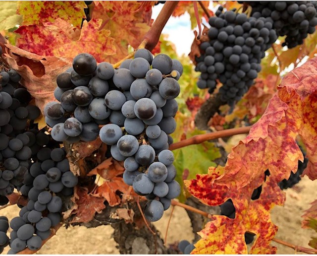 Autumn wines to savour