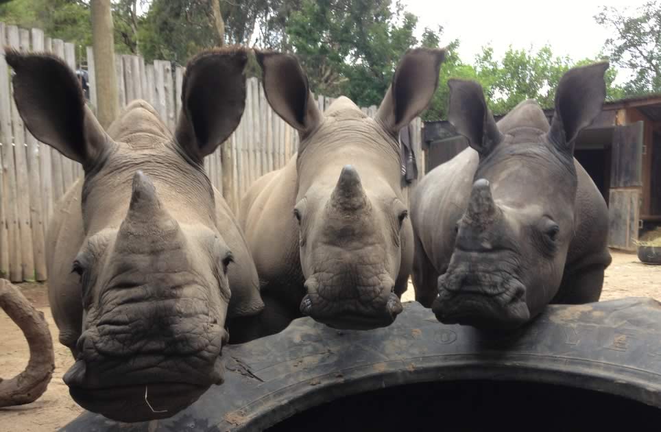 How Care for Wild Wines have helped rescue and rehabilitate orphaned rhinos