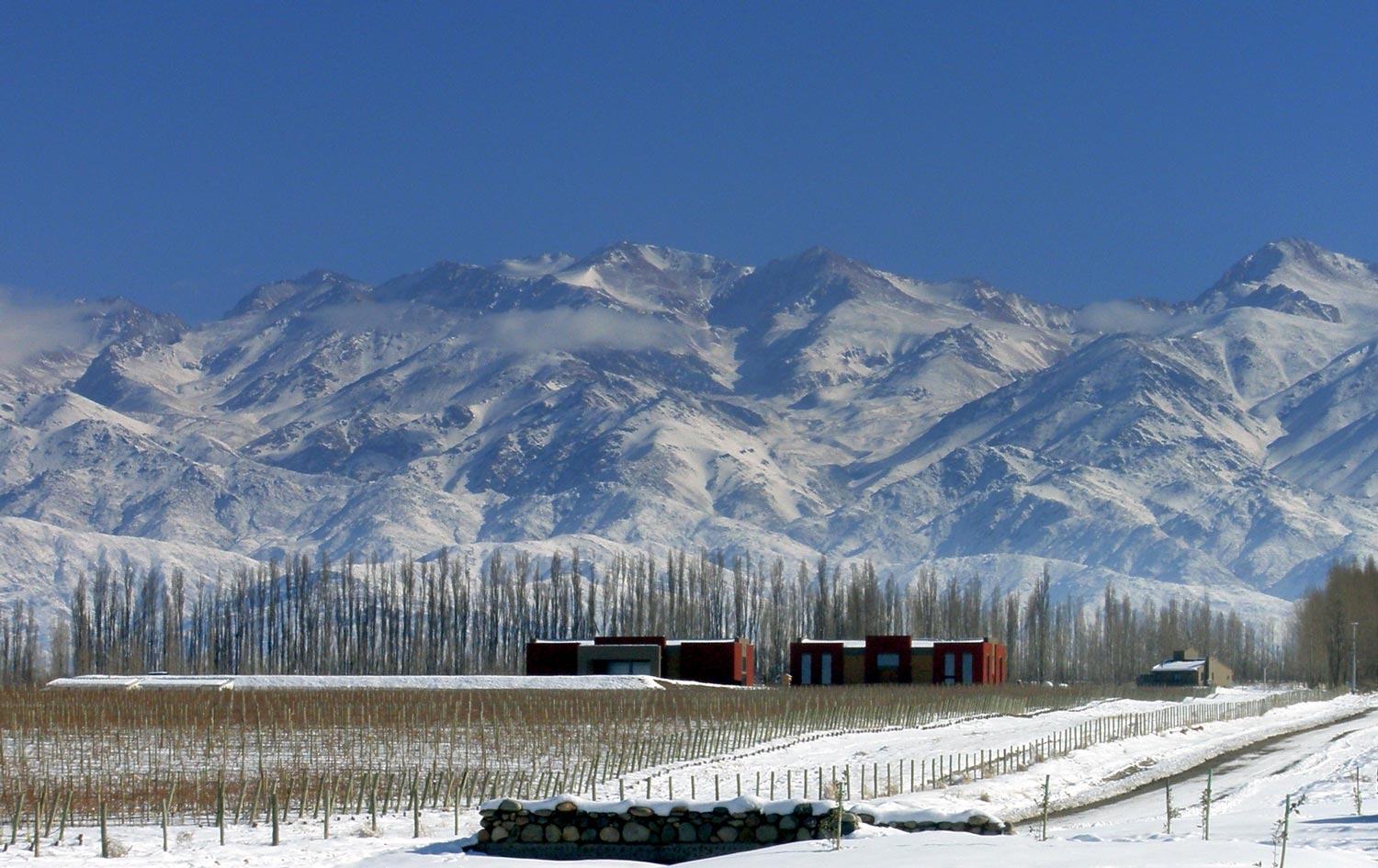 South American Wines with Altitude