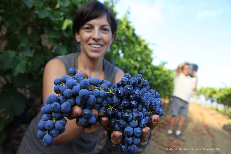 Priorat: Robust reds from a glittering landscape