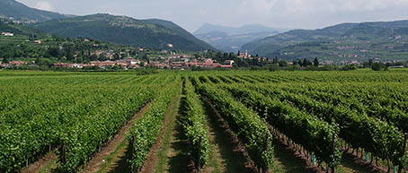 Specogna Pinot Grigio 'Ramato' 2020